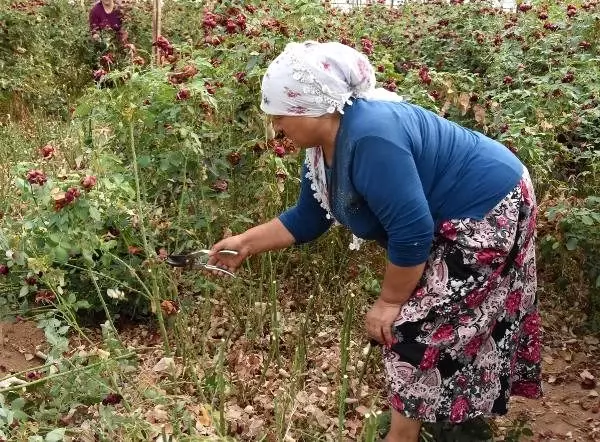 Ekmek parası için gülün dikenine katlanıyorlar Ekmek parası için gülün dikenine katlanıyorlar