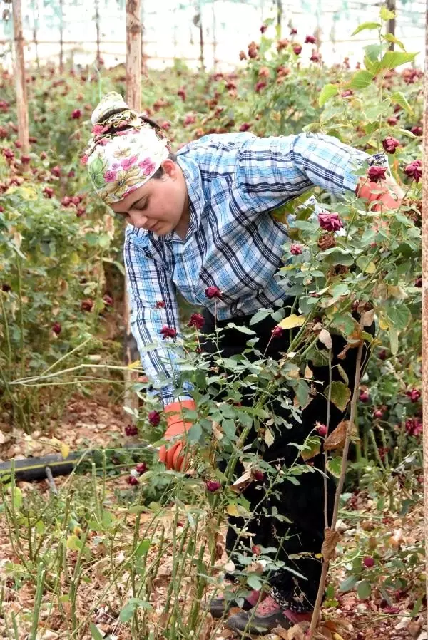 Ekmek parası için gülün dikenine katlanıyorlar Ekmek parası için gülün dikenine katlanıyorlar