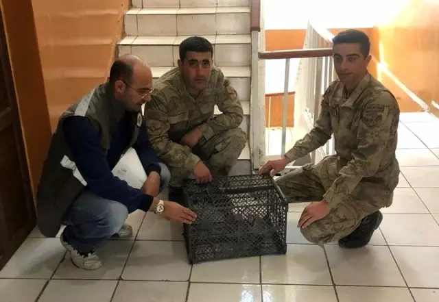 Gürpınar ve Gevaş'ta kafes avcısı jandarmaya takıldı Gürpınar ve Gevaş'ta kafes avcısı jandarmaya takıldı