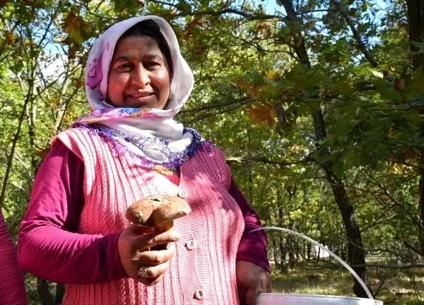 Istranca ormanları'nda mantar için kamp kuranlar bu yıl üzgün
