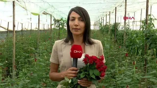 İzmir ekmek parası için gülün dikenine katlanıyorlar İzmir ekmek parası için gülün dikenine katlanıyorlar