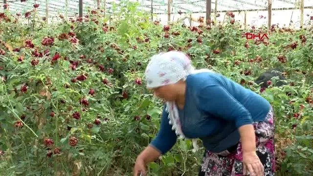 İzmir ekmek parası için gülün dikenine katlanıyorlar İzmir ekmek parası için gülün dikenine katlanıyorlar