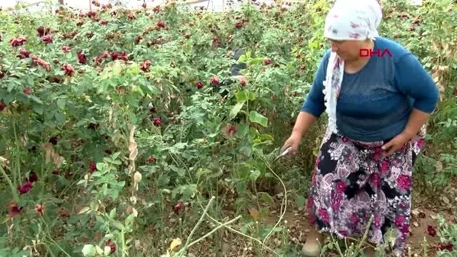 İzmir ekmek parası için gülün dikenine katlanıyorlar İzmir ekmek parası için gülün dikenine katlanıyorlar