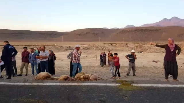Tır sürünün arasına daldı, 18 hayvan telef oldu Tır sürünün arasına daldı, 18 hayvan telef oldu