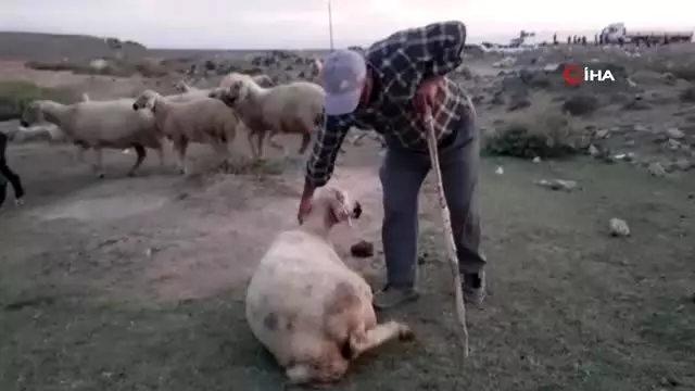 Tır sürünün arasına daldı: 18 hayvan telef oldu Tır sürünün arasına daldı: 18 hayvan telef oldu