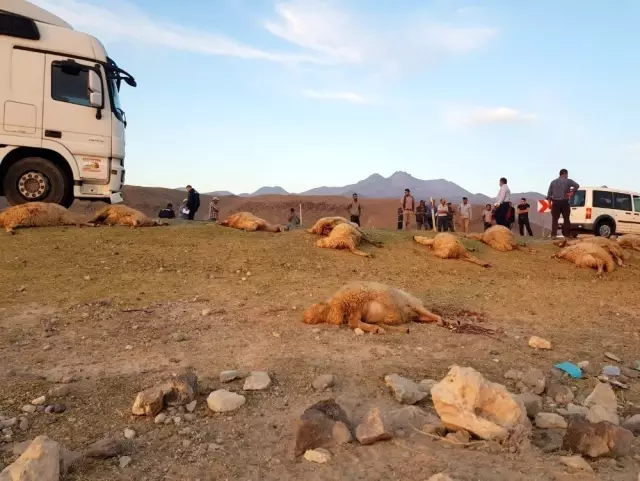 Tır sürünün arasına daldı, 18 hayvan telef oldu Tır sürünün arasına daldı, 18 hayvan telef oldu