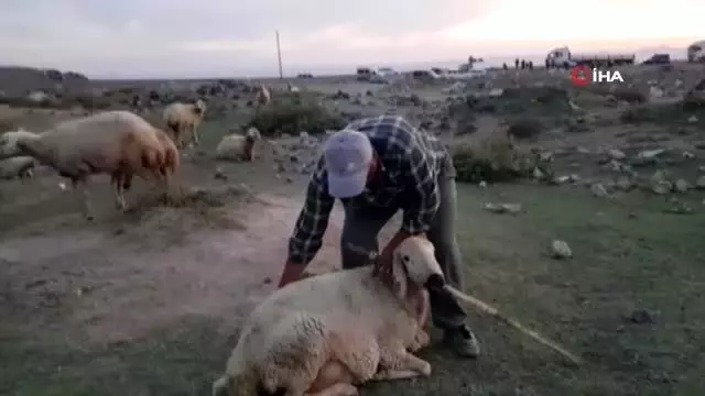 Tır sürünün arasına daldı: 18 hayvan telef oldu Tır sürünün arasına daldı: 18 hayvan telef oldu
