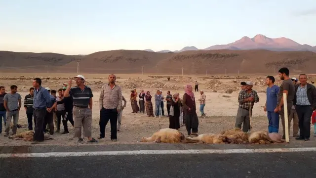 Tır sürünün arasına daldı, 18 hayvan telef oldu Tır sürünün arasına daldı, 18 hayvan telef oldu