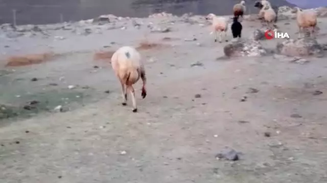 Tır sürünün arasına daldı: 18 hayvan telef oldu Tır sürünün arasına daldı: 18 hayvan telef oldu
