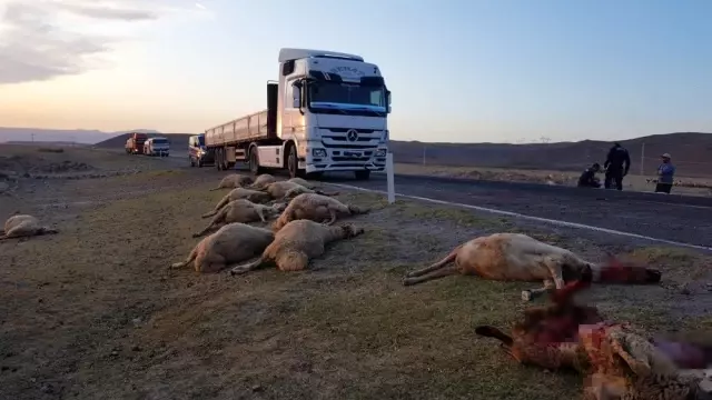 Tır sürünün arasına daldı, 18 hayvan telef oldu Tır sürünün arasına daldı, 18 hayvan telef oldu