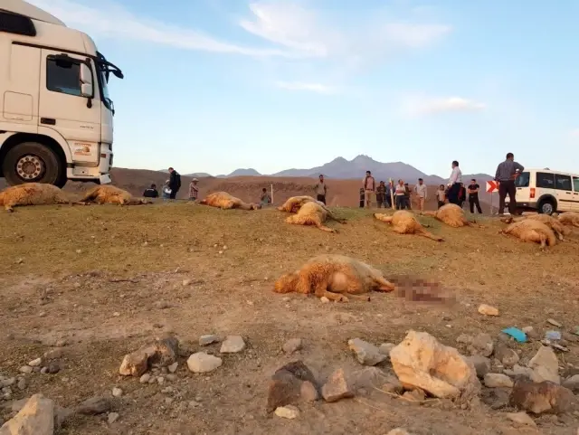 Tır sürünün arasına daldı, 18 hayvan telef oldu Tır sürünün arasına daldı, 18 hayvan telef oldu