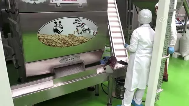 Antep fıstığında katma değerli üretim için 6,5 milyon dolarlık yatırım Antep fıstığında katma değerli üretim için 6,5 milyon dolarlık yatırım