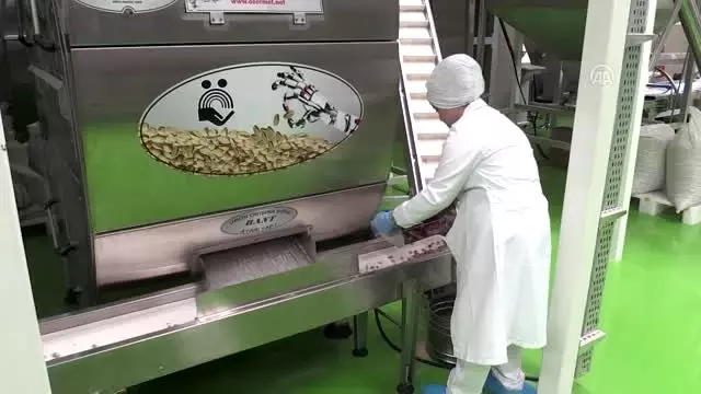 Antep fıstığında katma değerli üretim için 6,5 milyon dolarlık yatırım Antep fıstığında katma değerli üretim için 6,5 milyon dolarlık yatırım