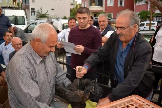 Çiftçilere yumurta tavuğu dağıtıldı Çiftçilere yumurta tavuğu dağıtıldı