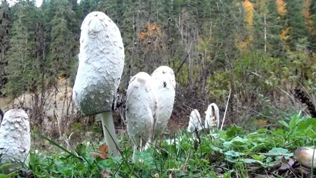 Sinop'ta mantar toplama zamanı Sinop'ta mantar toplama zamanı