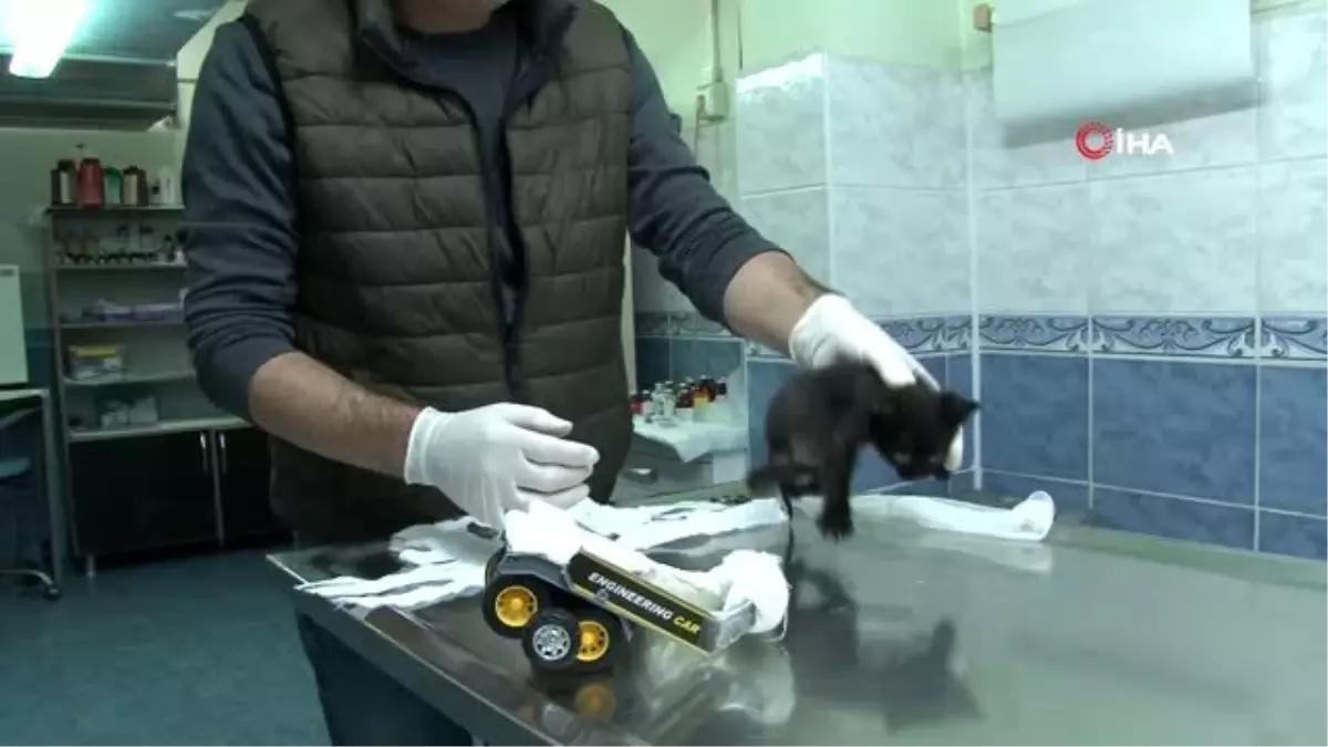 Ayakları felçli yavru kediye oyuncak arabadan yürüteç yapıldı