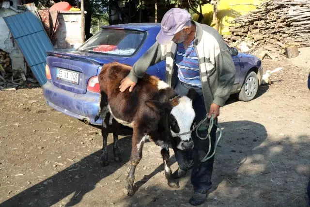 Çalınan büyükbaş hayvanlarına kavuşan vatandaşların sevinci Çalınan büyükbaş hayvanlarına kavuşan vatandaşların sevinci
