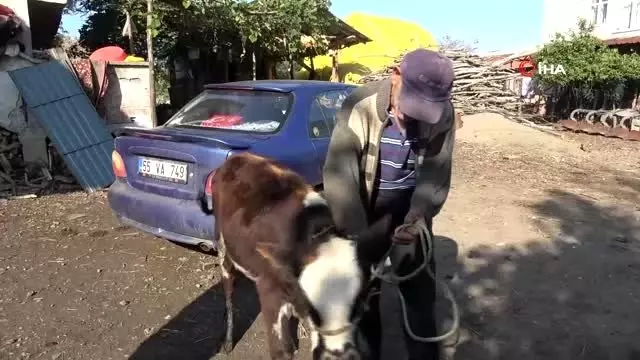 Çalınan büyükbaş hayvanlarına kavuşan vatandaşların sevinci Çalınan büyükbaş hayvanlarına kavuşan vatandaşların sevinci