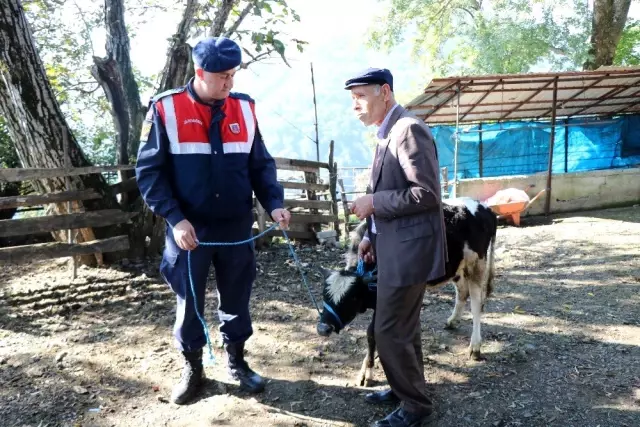 Çalınan büyükbaş hayvanlarına kavuşan vatandaşların sevinci Çalınan büyükbaş hayvanlarına kavuşan vatandaşların sevinci