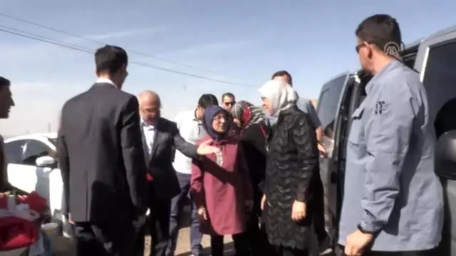 Derik zeytininin hasadı başladı Derik zeytininin hasadı başladı