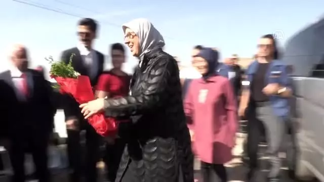 Derik zeytininin hasadı başladı Derik zeytininin hasadı başladı