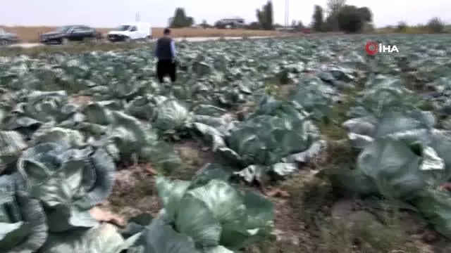 Elbistan lahanasına