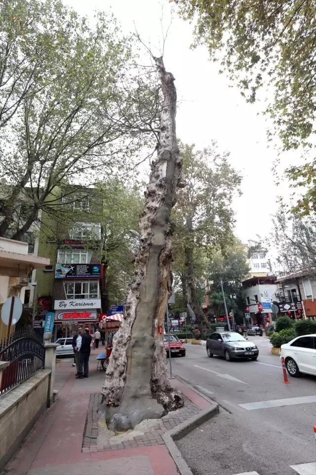Kocaeli'de devrilme riski taşıyan çınar ağacı kesilecek