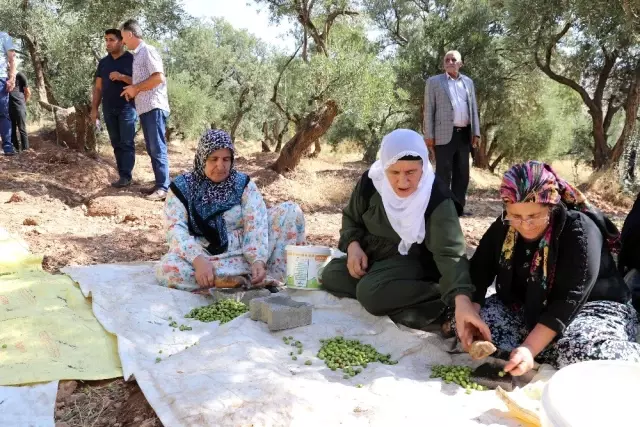 Ödüllü Derik zeytininde hasat sezonu başladı Ödüllü Derik zeytininde hasat sezonu başladı