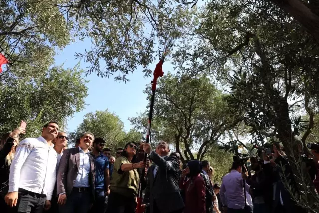 Ödüllü Derik zeytininde hasat sezonu başladı Ödüllü Derik zeytininde hasat sezonu başladı