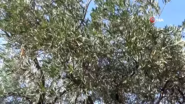 Ödüllü Derik zeytininde hasat sezonu başladı Ödüllü Derik zeytininde hasat sezonu başladı