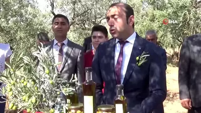Ödüllü Derik zeytininde hasat sezonu başladı Ödüllü Derik zeytininde hasat sezonu başladı