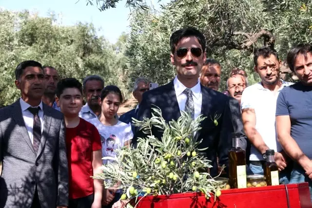 Ödüllü Derik zeytininde hasat sezonu başladı Ödüllü Derik zeytininde hasat sezonu başladı