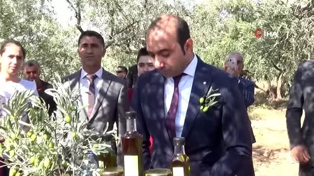 Ödüllü Derik zeytininde hasat sezonu başladı Ödüllü Derik zeytininde hasat sezonu başladı