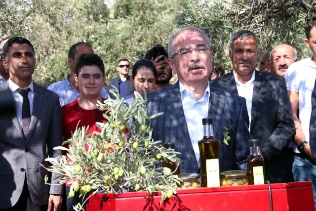 Ödüllü Derik zeytininde hasat sezonu başladı Ödüllü Derik zeytininde hasat sezonu başladı