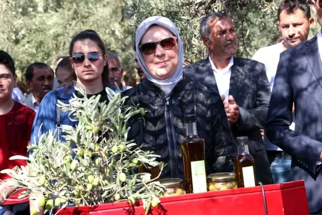 Ödüllü Derik zeytininde hasat sezonu başladı Ödüllü Derik zeytininde hasat sezonu başladı