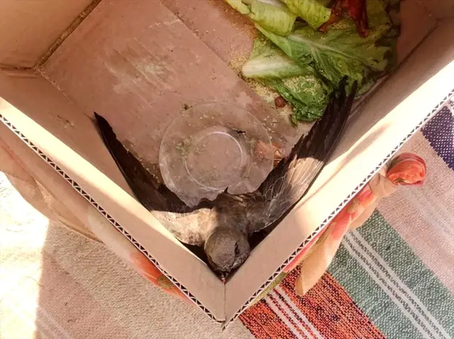 Turgutlu'da yavru ebabil bulundu Turgutlu'da yavru ebabil bulundu