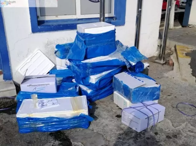 Zabıta ekiplerinden yasa dışı deniz ürünleri operasyonu Zabıta ekiplerinden yasa dışı deniz ürünleri operasyonu