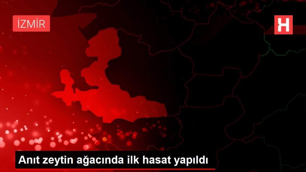 Anıt zeytin ağacında ilk hasat yapıldı