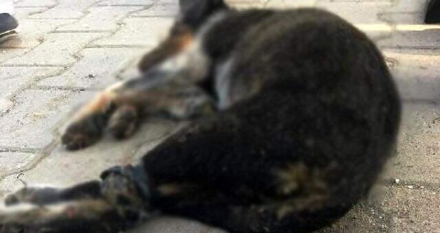 Bacakları bağlanarak denize atılmış yavru köpeğin ölüsü karaya vurdu