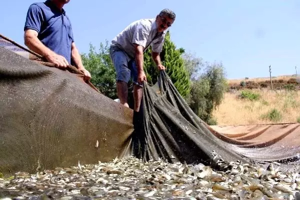 Baraj ve göletlere 1,5 milyon yavru balık bırakıldı