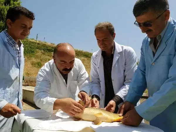 Baraj ve göletlere 1,5 milyon yavru balık bırakıldı