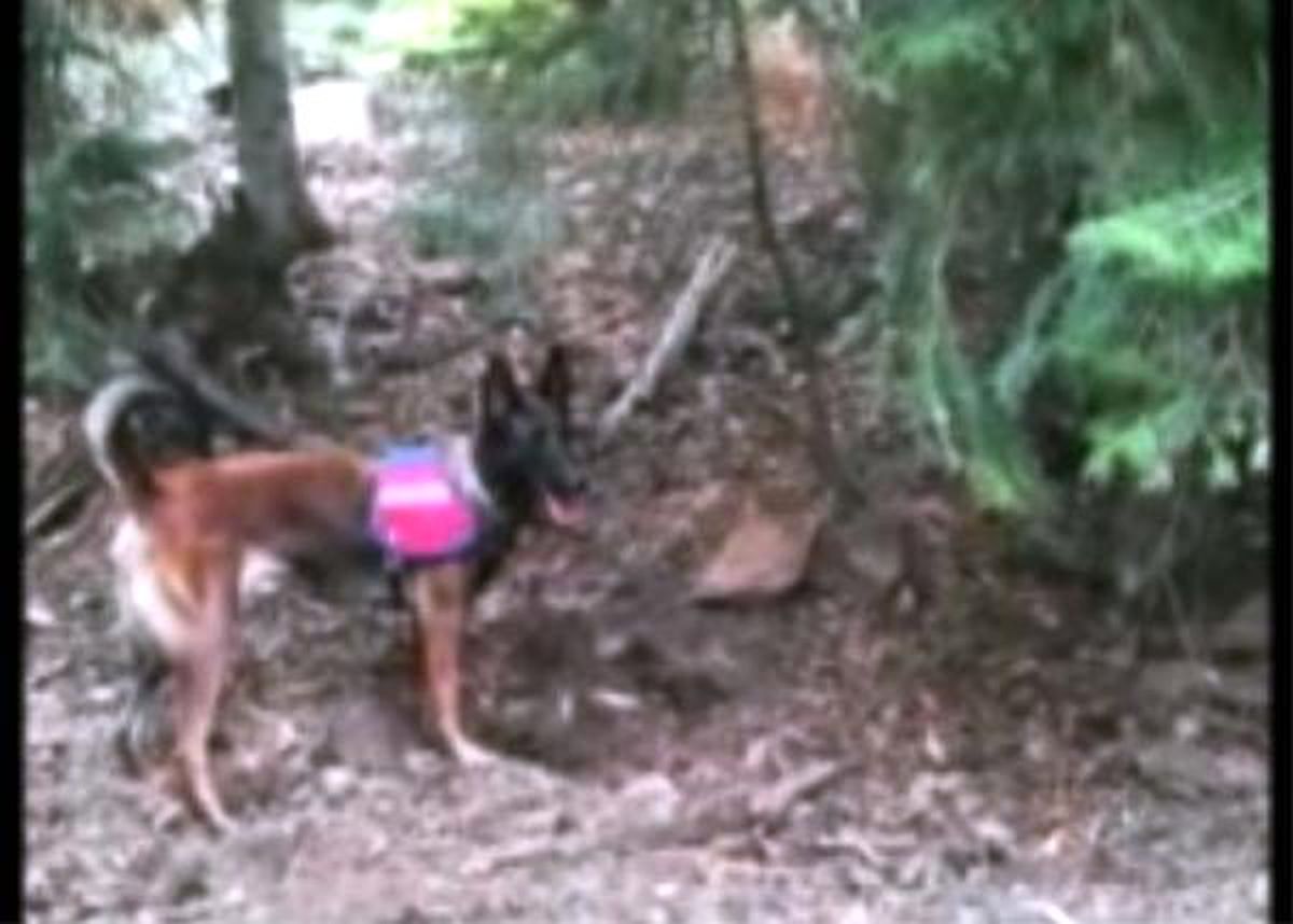 Jandarma köpeği 'Bube' toprağa gömülü PKK malzemeleri buldu
