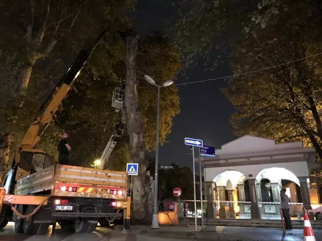 Kocaeli'de devrilme riski taşıyan asırlık çınar kesildi