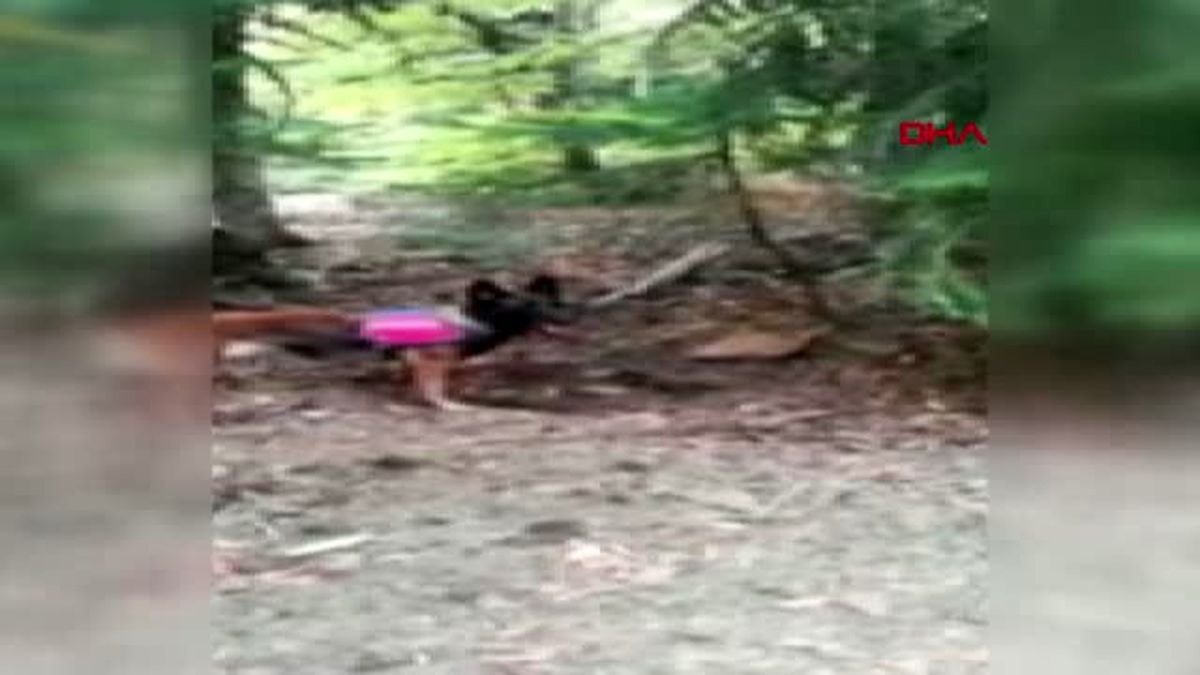 Osmaniye jandarma köpeği 'bube' toprağa gömülü pkk malzemelerini buldu