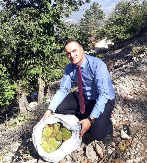 Simav kestanesinde hasat erken başladı Simav kestanesinde hasat erken başladı
