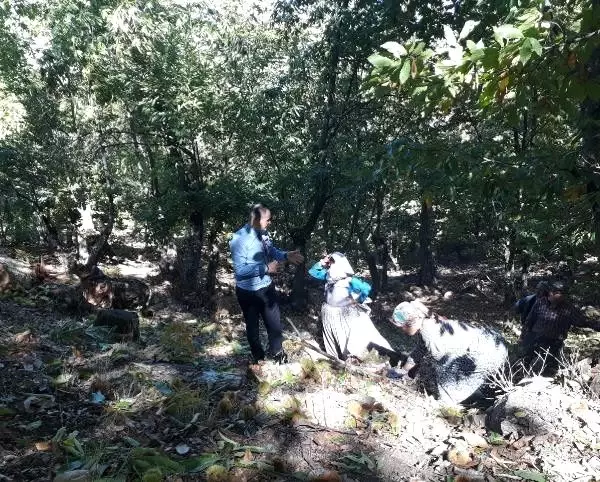 Simav kestanesinde hasat erken başladı Simav kestanesinde hasat erken başladı