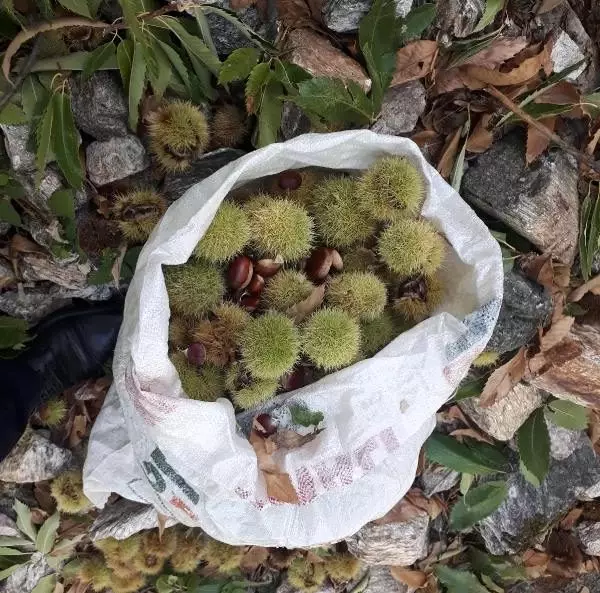 Simav kestanesinde hasat erken başladı Simav kestanesinde hasat erken başladı