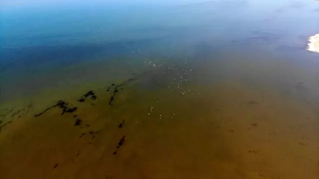 Vanlılar bu yıl flamingoya hasret Vanlılar bu yıl flamingoya hasret