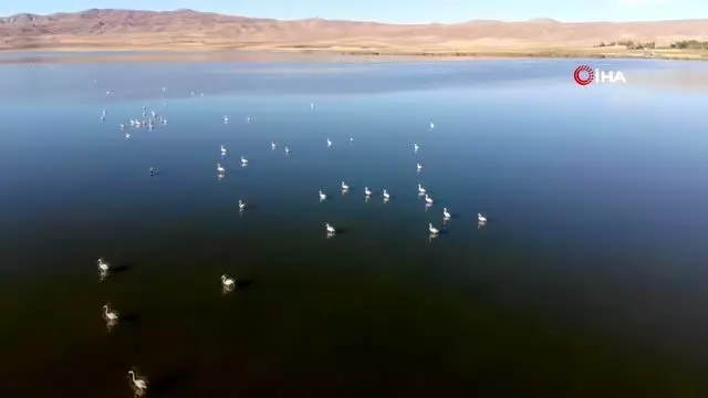 Vanlılar bu yıl flamingoya hasret Vanlılar bu yıl flamingoya hasret