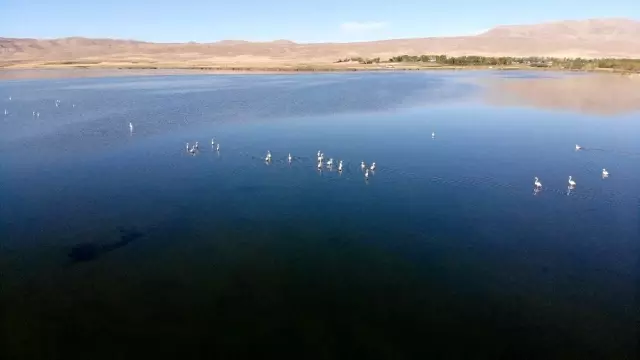 Vanlılar bu yıl flamingoya hasret Vanlılar bu yıl flamingoya hasret